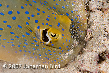 Blue-spotted Ribbontail Ray [Taeniura lymma]