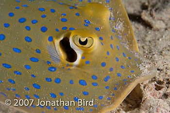 Blue-spotted Ribbontail Ray [Taeniura lymma]