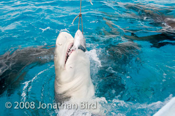 Lemon Shark [Negaprion brevirostris]