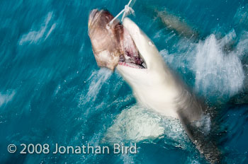 Lemon Shark [Negaprion brevirostris]