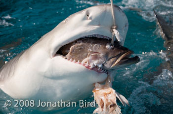 Lemon Shark [Negaprion brevirostris]