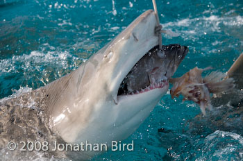 Lemon Shark [Negaprion brevirostris]