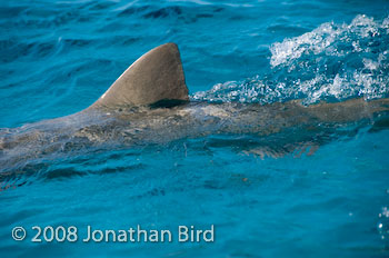 Lemon Shark [Negaprion brevirostris]