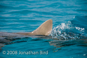 Lemon Shark [Negaprion brevirostris]