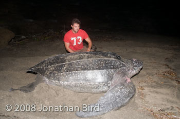 Leatherback Sea turtle [Dermochelys coriacea]