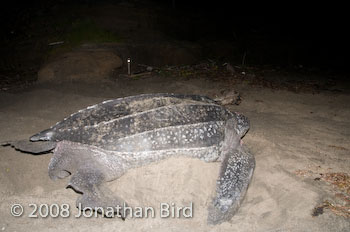Leatherback Sea turtle [Dermochelys coriacea]