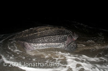 Leatherback Sea turtle [Dermochelys coriacea]