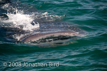 Whale Shark [Rhincodon typus]