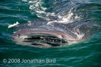 Whale Shark [Rhincodon typus]