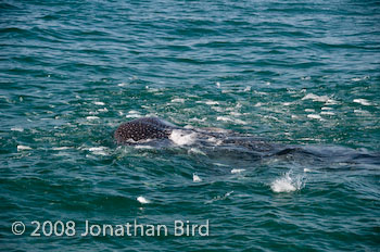 Whale Shark [Rhincodon typus]