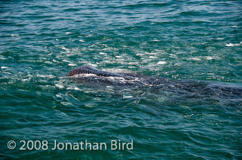 Whale Shark [Rhincodon typus]