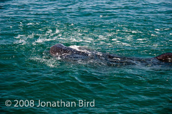 Whale Shark [Rhincodon typus]