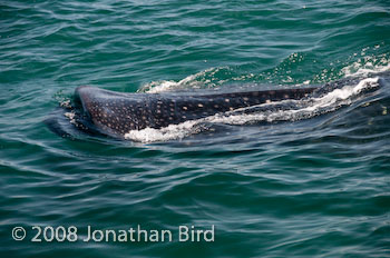 Whale Shark [Rhincodon typus]