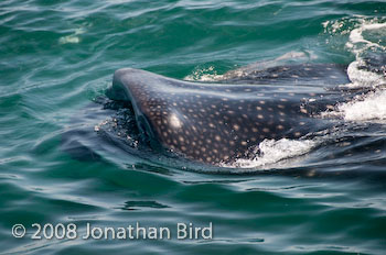 Whale Shark [Rhincodon typus]