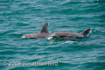 Bottlenosed Dolphin [Tursiops truncatus]