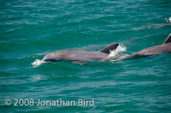 Bottlenosed Dolphin [Tursiops truncatus]