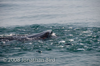 Whale Shark [Rhincodon typus]