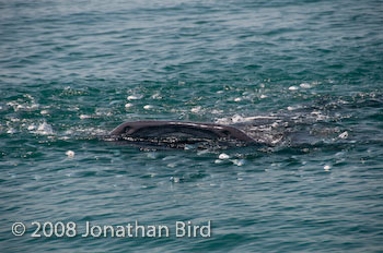 Whale Shark [Rhincodon typus]