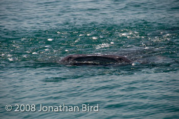 Whale Shark [Rhincodon typus]