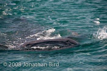 Whale Shark [Rhincodon typus]