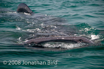 Whale Shark [Rhincodon typus]