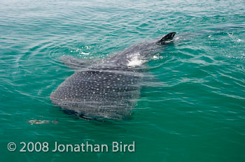 Whale Shark [Rhincodon typus]