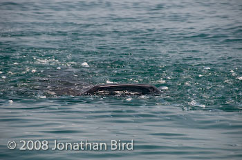 Whale Shark [Rhincodon typus]