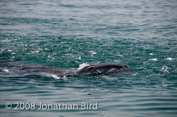 Whale Shark [Rhincodon typus]