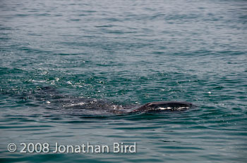 Whale Shark [Rhincodon typus]