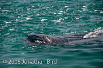 Whale Shark [Rhincodon typus]