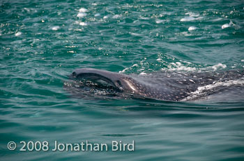 Whale Shark [Rhincodon typus]