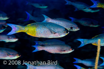 Creole Wrasse [Clepticus parrai]