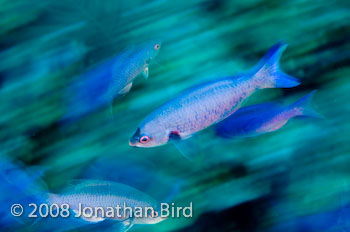 Creole Wrasse [Clepticus parrai]