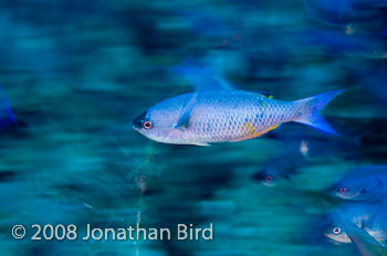 Creole Wrasse [Clepticus parrai]