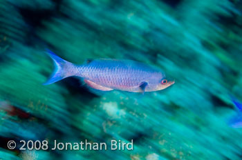 Creole Wrasse [Clepticus parrai]