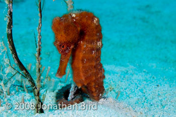 Longsnout Sea horse [Hippocampus reidi]