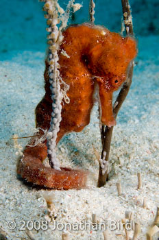 Longsnout Sea horse [Hippocampus reidi]