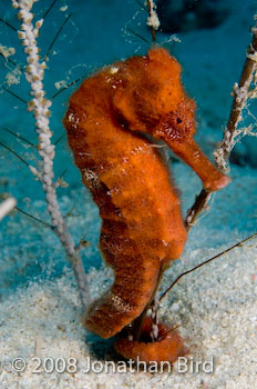 Longsnout Sea horse [Hippocampus reidi]