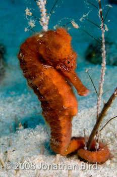 Longsnout Sea horse [Hippocampus reidi]