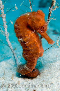 Longsnout Sea horse [Hippocampus reidi]