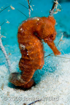 Longsnout Sea horse [Hippocampus reidi]