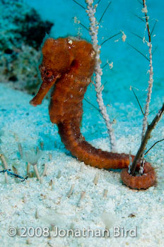 Longsnout Sea horse [Hippocampus reidi]