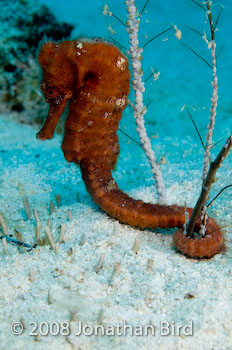 Longsnout Sea horse [Hippocampus reidi]