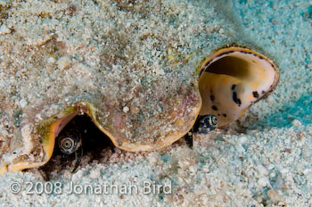 Queen Conch [Strombus gigas]