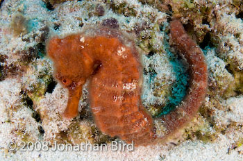 Longsnout Sea horse [Hippocampus reidi]