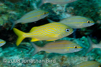 Bluestriped Grunt [Haemulon sciurus]