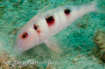 Spotted Goatfish [Pseudupeneus maculatus]