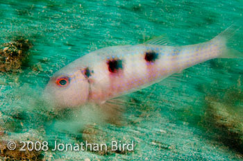 Spotted Goatfish [Pseudupeneus maculatus]