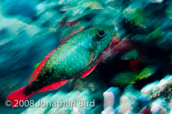 Redband Parrotfish [Sparisoma aurofrenatum]