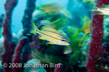 Bluestriped Grunt [Haemulon sciurus]